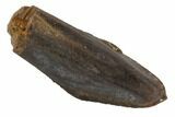 Nice, Hadrosaur (Duck-Billed Dinosaur) Tooth - Montana #91377-1